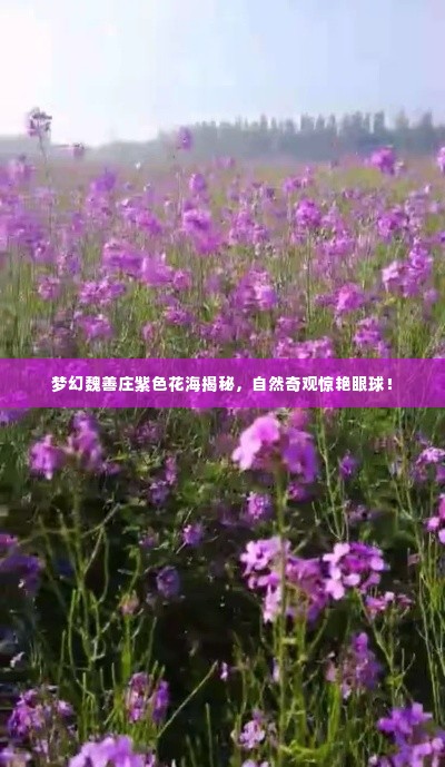 志在四方 第3页