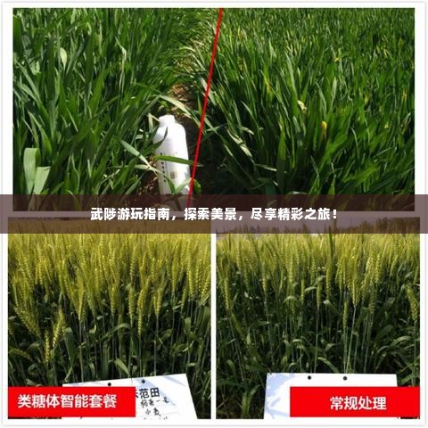 武陟游玩指南，探索美景，尽享精彩之旅！