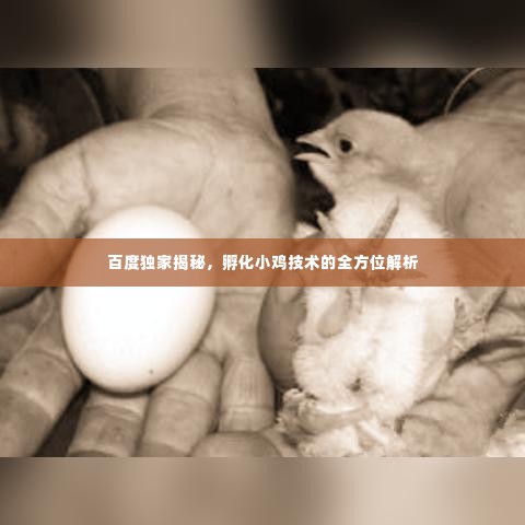 百度独家揭秘,孵化小鸡技术的全方位解析