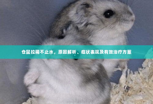 仓鼠拉稀不止水,原因解析、症状表现及有效治疗方案