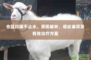 仓鼠拉稀不止水,原因解析、症状表现及有效治疗方案