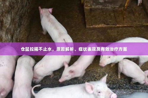 仓鼠拉稀不止水,原因解析、症状表现及有效治疗方案
