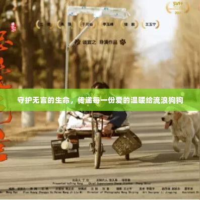 守护无言的生命,传递每一份爱的温暖给流浪狗狗