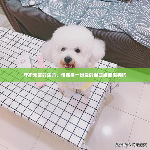 守护无言的生命,传递每一份爱的温暖给流浪狗狗