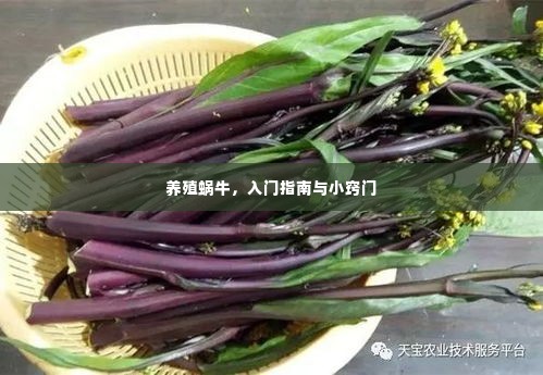 养殖蜗牛,入门指南与小窍门