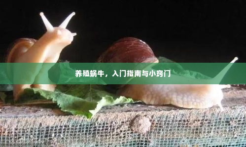 养殖蜗牛,入门指南与小窍门