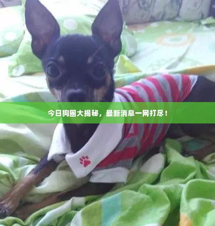今日狗圈大揭秘,最新消息一网打尽!