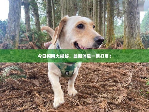 今日狗圈大揭秘,最新消息一网打尽!
