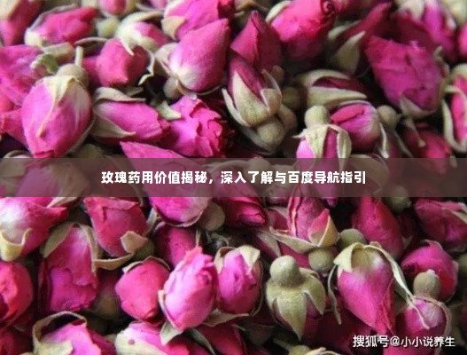 玫瑰药用价值揭秘,深入了解与百度导航指引