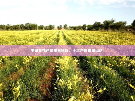 中国黄花产量排名揭晓,十大产区榜单出炉!