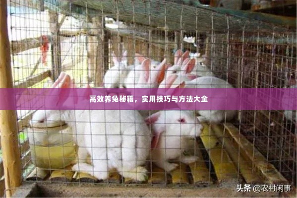 高效养兔秘籍,实用技巧与方法大全