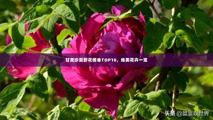 甘肃珍贵野花榜单TOP10,绝美花卉一览