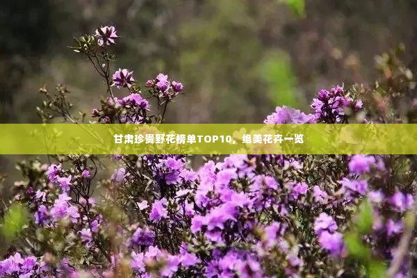 甘肃珍贵野花榜单TOP10,绝美花卉一览