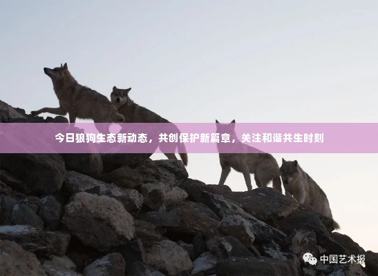 今日狼狗生态新动态,共创保护新篇章,关注和谐共生时刻