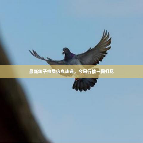 最新鸽子拍卖信息速递，今日行情一网打尽
