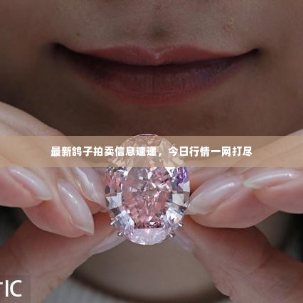 最新鸽子拍卖信息速递,今日行情一网打尽