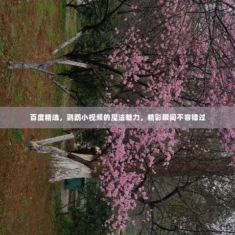 百度精选,鹦鹉小视频的魔法魅力,精彩瞬间不容错过