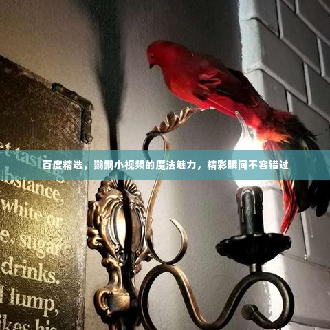 百度精选,鹦鹉小视频的魔法魅力,精彩瞬间不容错过