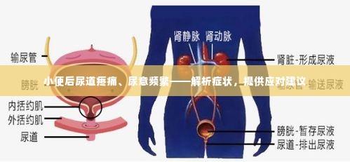 小便后尿道疼痛、尿意频繁——解析症状,提供应对建议