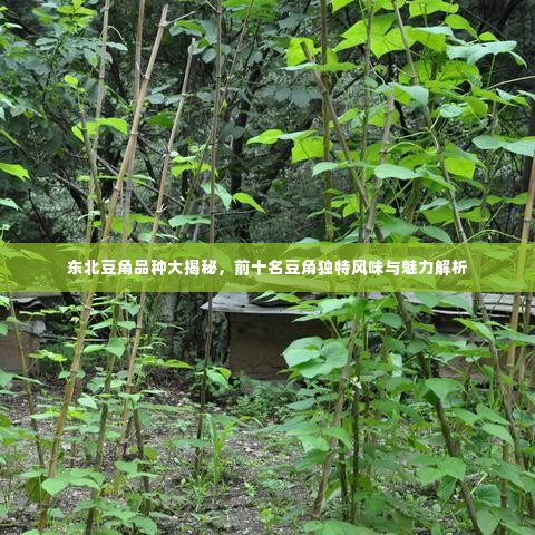 东北豆角品种大揭秘,前十名豆角独特风味与魅力解析