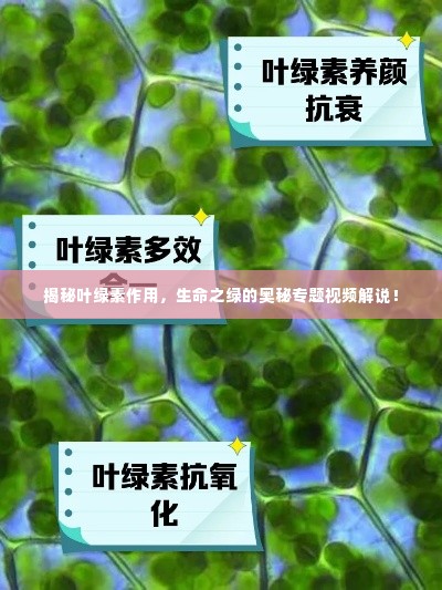 揭秘叶绿素作用,生命之绿的奥秘专题视频解说!