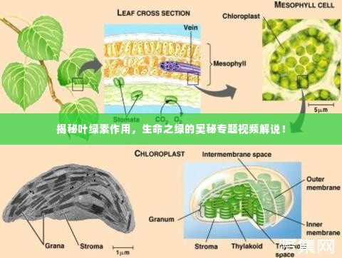 揭秘叶绿素作用,生命之绿的奥秘专题视频解说!