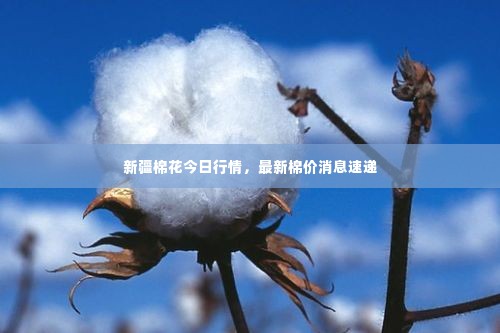 新疆棉花今日行情,最新棉价消息速递