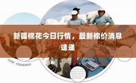新疆棉花今日行情,最新棉价消息速递