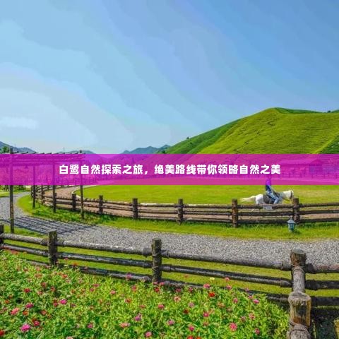 白鹭自然探索之旅,绝美路线带你领略自然之美