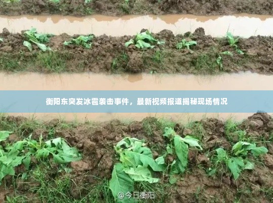 衡阳东突发冰雹袭击事件,最新视频报道揭秘现场情况