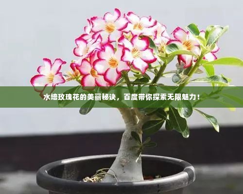 水培玫瑰花的美丽秘诀，百度带你探索无限魅力！