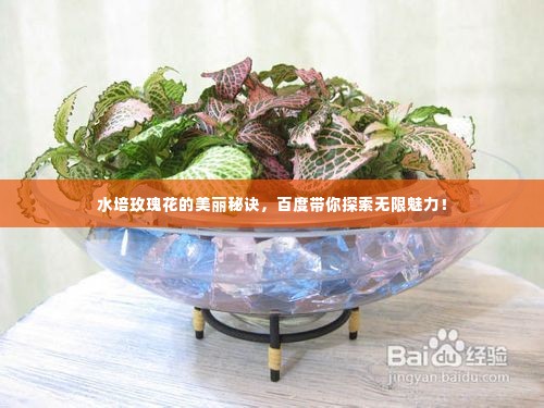 水培玫瑰花的美丽秘诀,百度带你探索无限魅力!