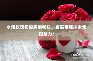水培玫瑰花的美丽秘诀,百度带你探索无限魅力!