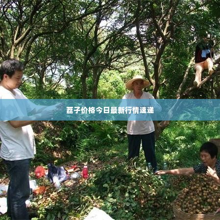 荔子价格今日最新行情速递