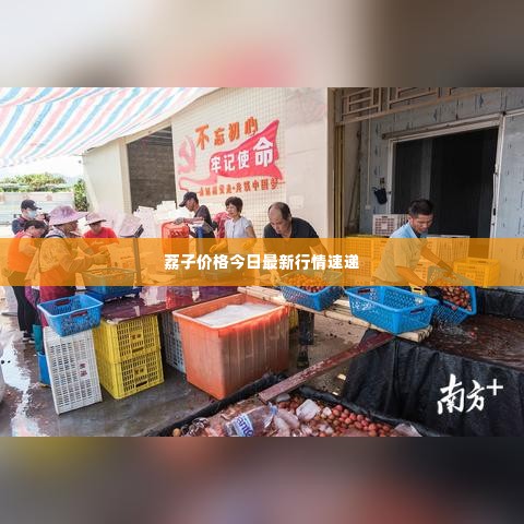 荔子价格今日最新行情速递