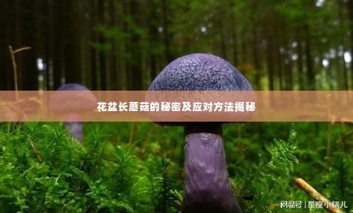 花盆长蘑菇的秘密及应对方法揭秘