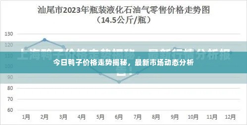 今日鸭子价格走势揭秘，最新市场动态分析