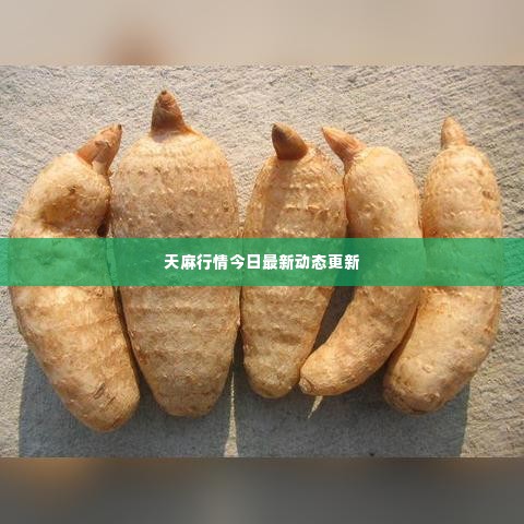 天麻行情今日最新动态更新