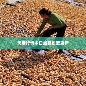 天麻行情今日最新动态更新