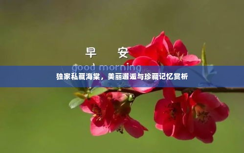 独家私藏海棠,美丽邂逅与珍藏记忆赏析