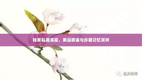 独家私藏海棠,美丽邂逅与珍藏记忆赏析