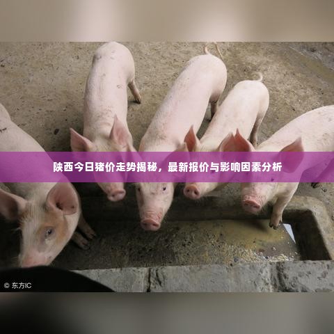 陕西今日猪价走势揭秘,最新报价与影响因素分析