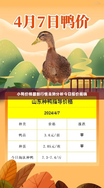 小鸭价格最新行情走势分析今日报价揭晓