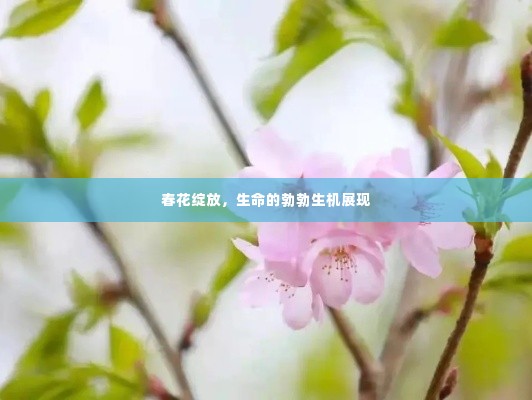 春花绽放，生命的勃勃生机展现