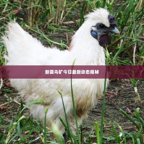 新疆乌矿今日最新动态揭秘