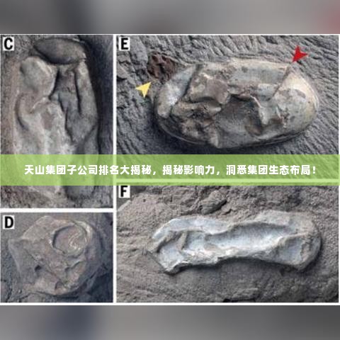 天山集团子公司排名大揭秘,揭秘影响力,洞悉集团生态布局!