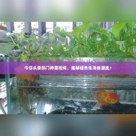 今日头条热门种菜视频，揭秘绿色生活新潮流！