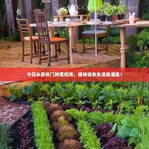 今日头条热门种菜视频,揭秘绿色生活新潮流!