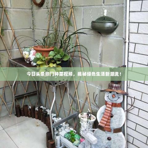 今日头条热门种菜视频,揭秘绿色生活新潮流!