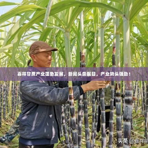 嘉祥甘蔗产业蓬勃发展,新闻头条瞩目,产业势头强劲!